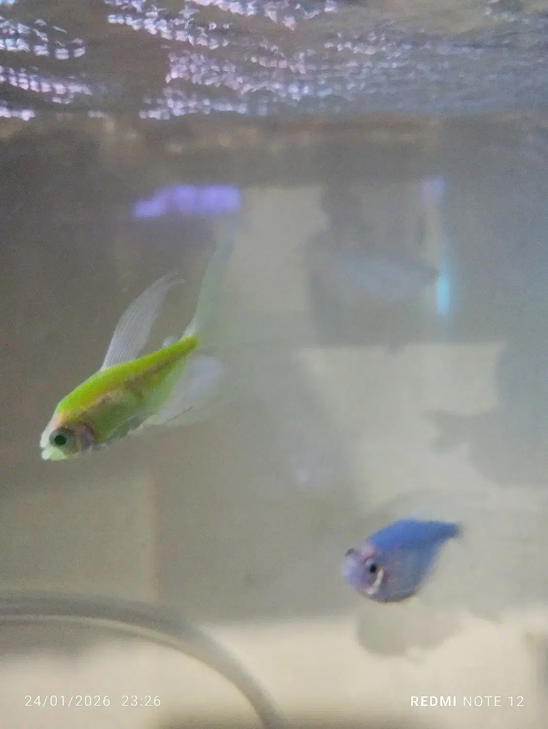 کالر وگوپی|ماهی|کیاشهر, |دیوار