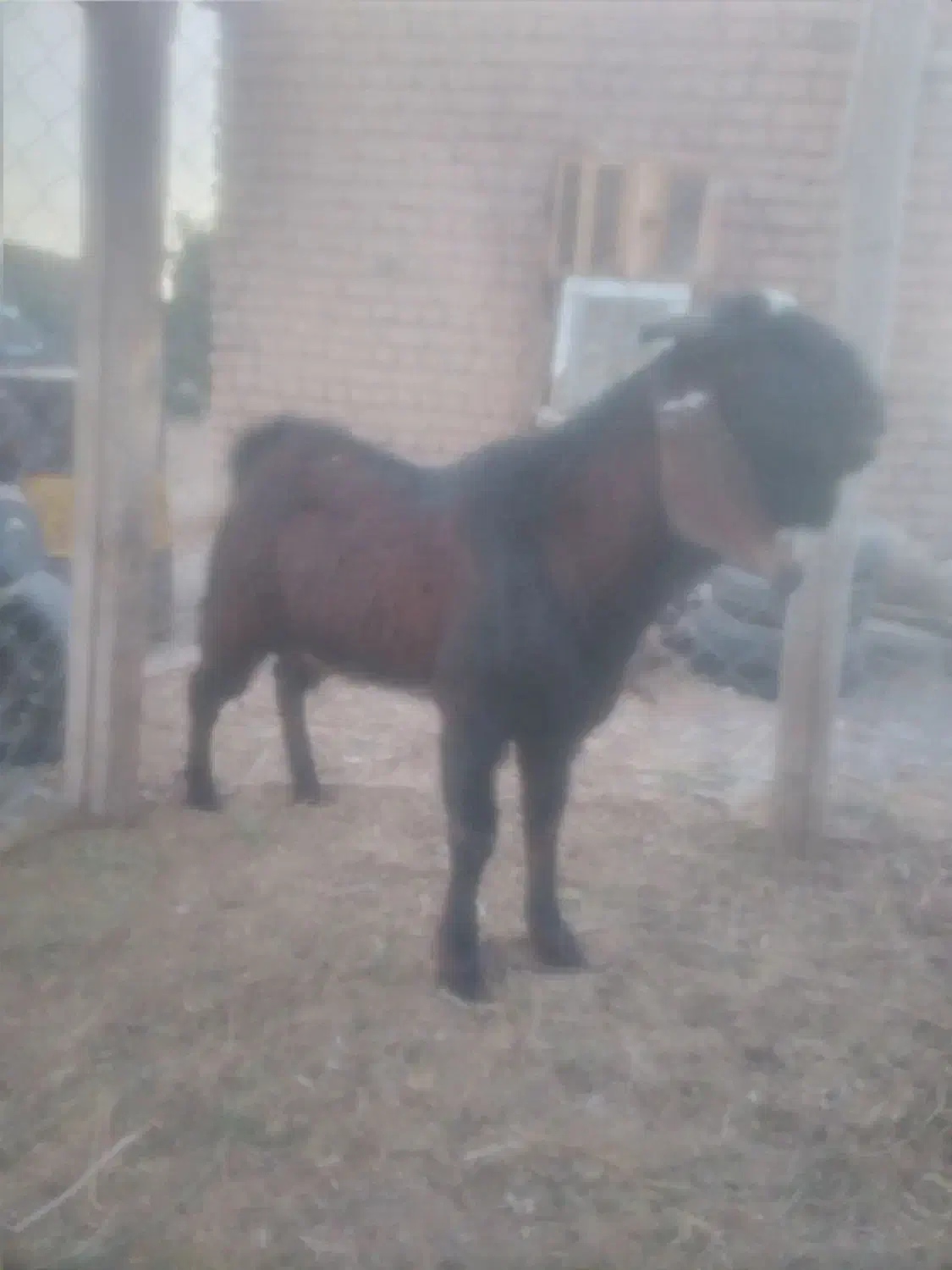 بز نر پاکستانی|حیوانات مزرعه|اسفرورین, |دیوار