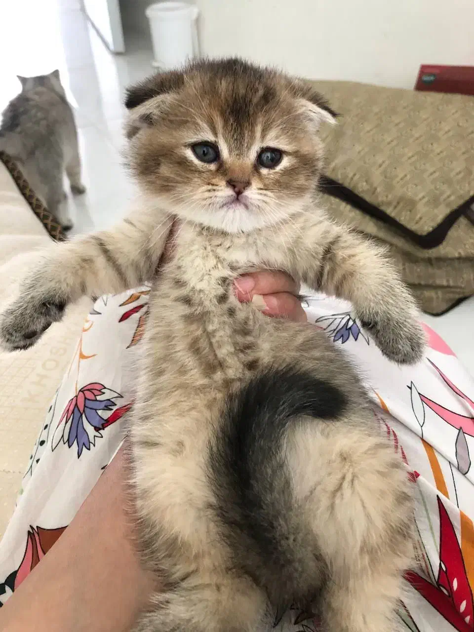 گربه در تمامی نژادها ( اسکاتیش پرشین بریتیش )|گربه|اهواز, کیانپارس |دیوار