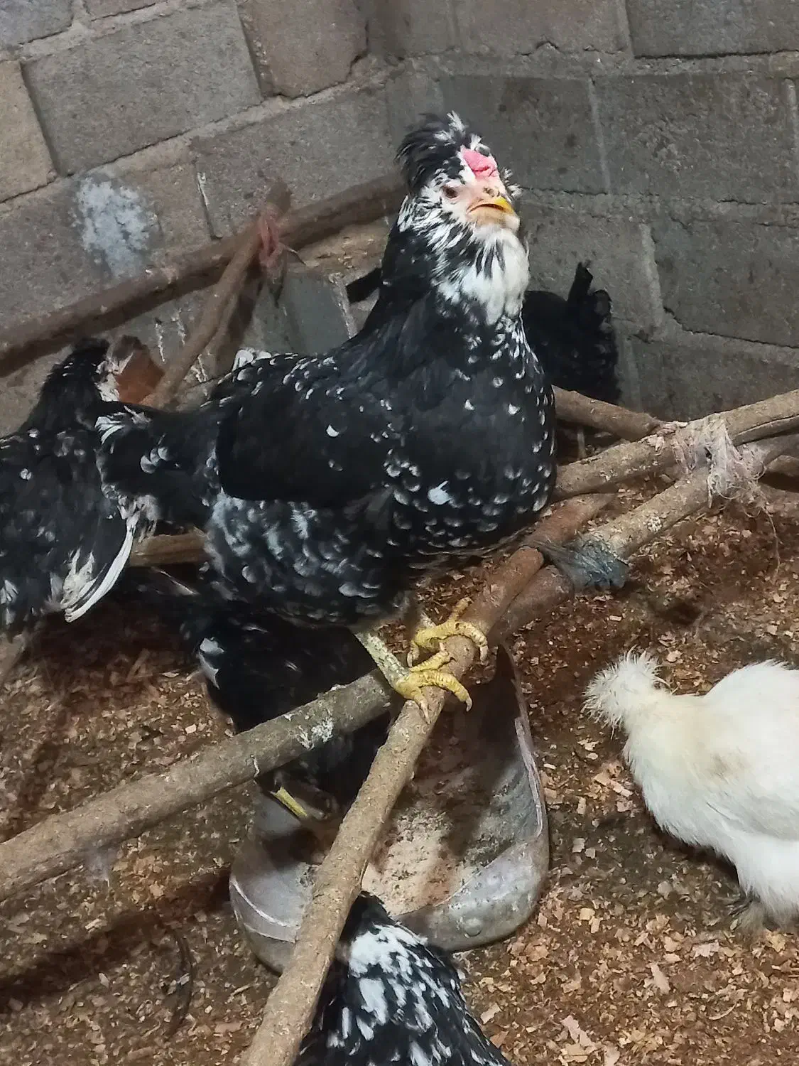 تخم مرغ گلین  فول|حیوانات مزرعه|آزادشهر, |دیوار