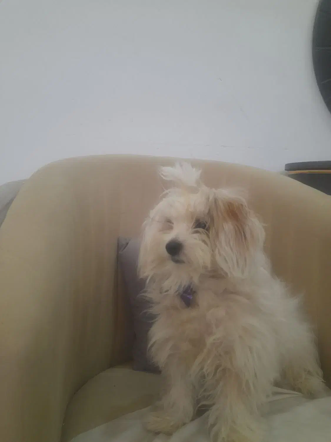 سگ نر|سگ|تربت جام, شهید مدرس|دیوار