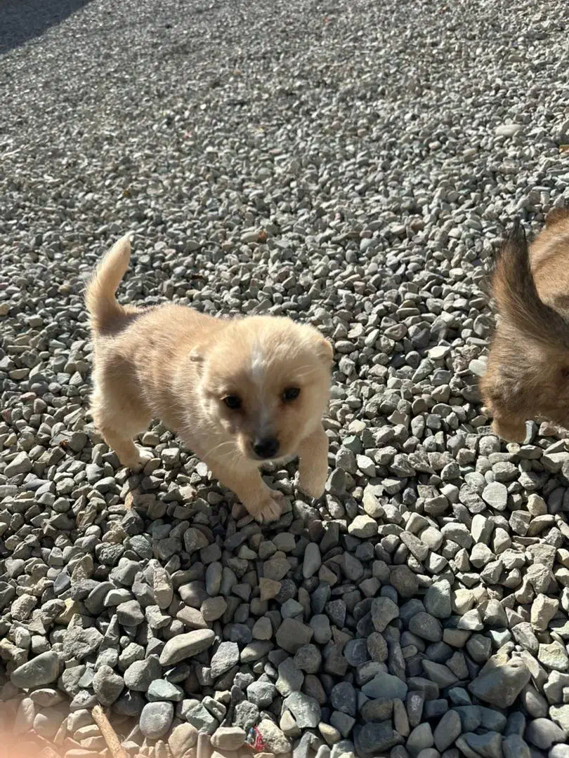 واگزاری پامر اشپیتز|سگ|شاهدشهر, |دیوار