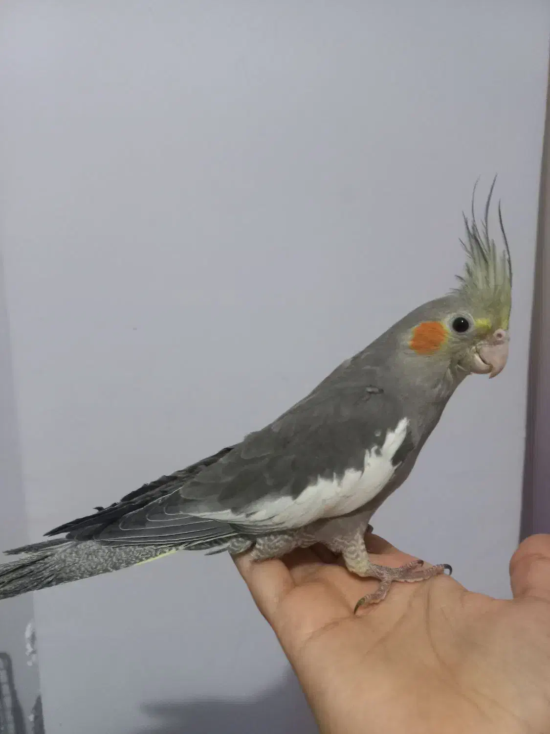 ۲تا|پرنده|گنبد کاووس, |دیوار