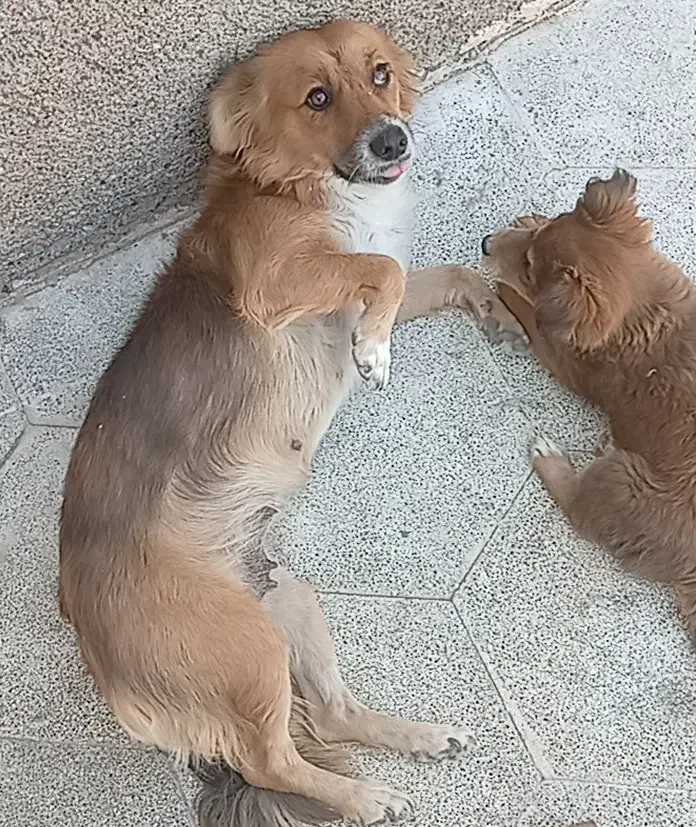 سگ اشپیتزماده با توله|سگ|مشهد, موعود|دیوار