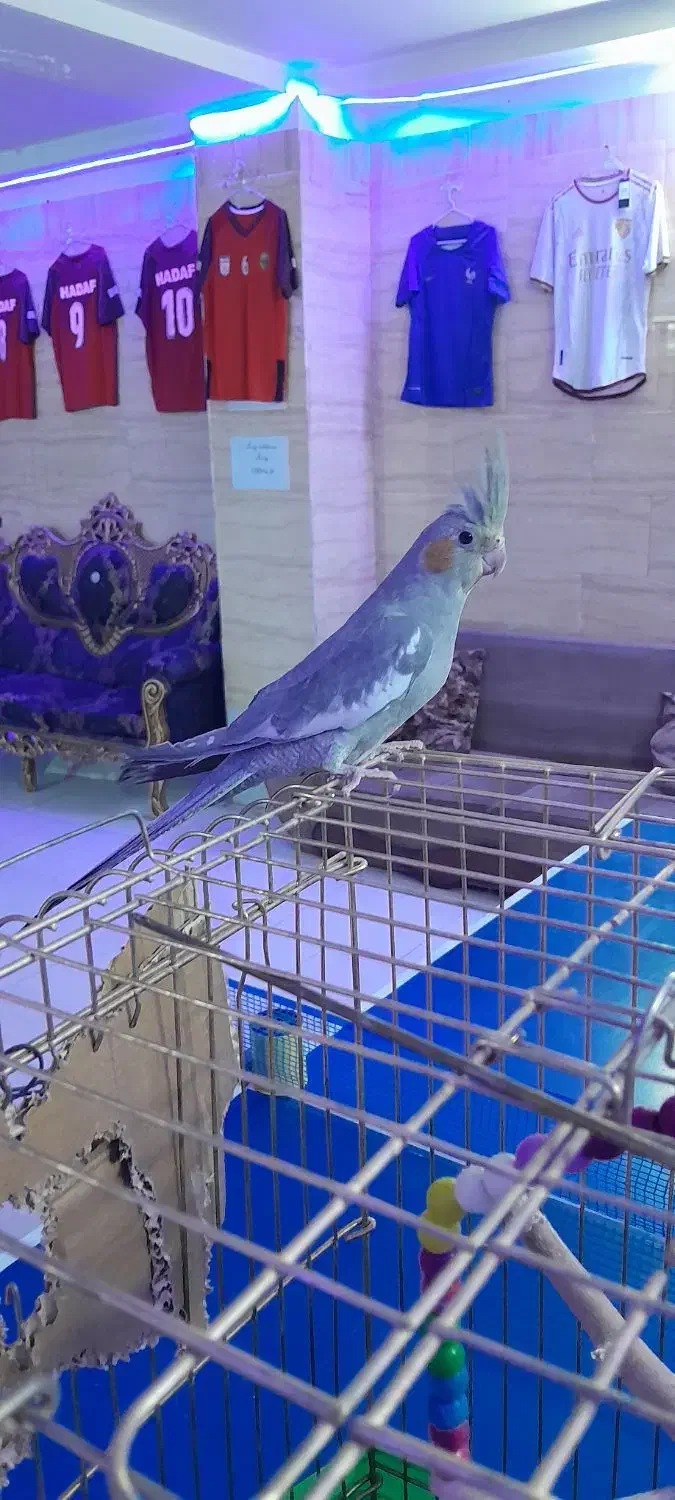 عروس هلندی خوشگل|پرنده|رباط‌کریم, نصیرشهر|دیوار