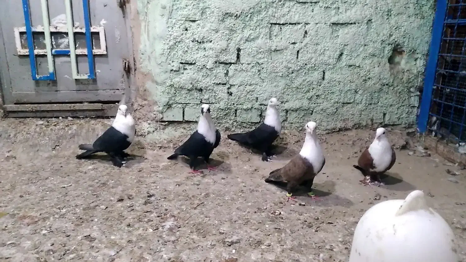 کبوتر کله سفید|پرنده|اهواز, شریعتی جنوبی|دیوار