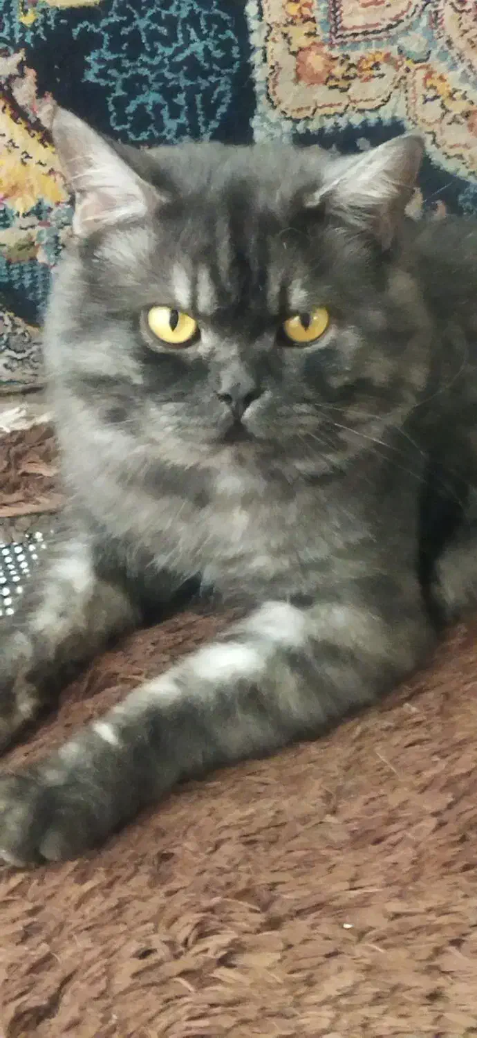 اسکاتیش بلوو|گربه|نیشابور, هفده شهریور|دیوار