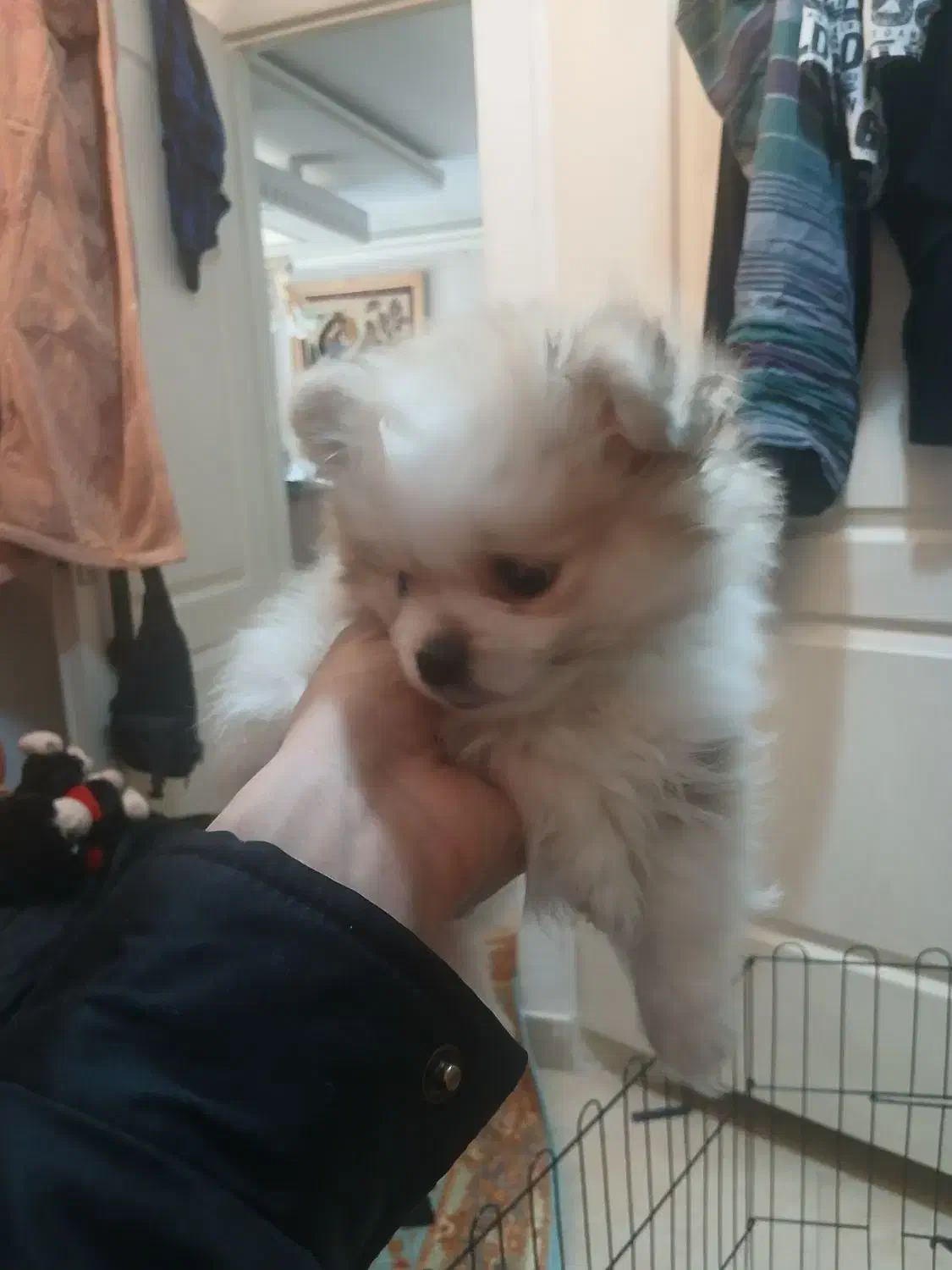 توله سگ پامر|سگ|تهران, کرمان|دیوار