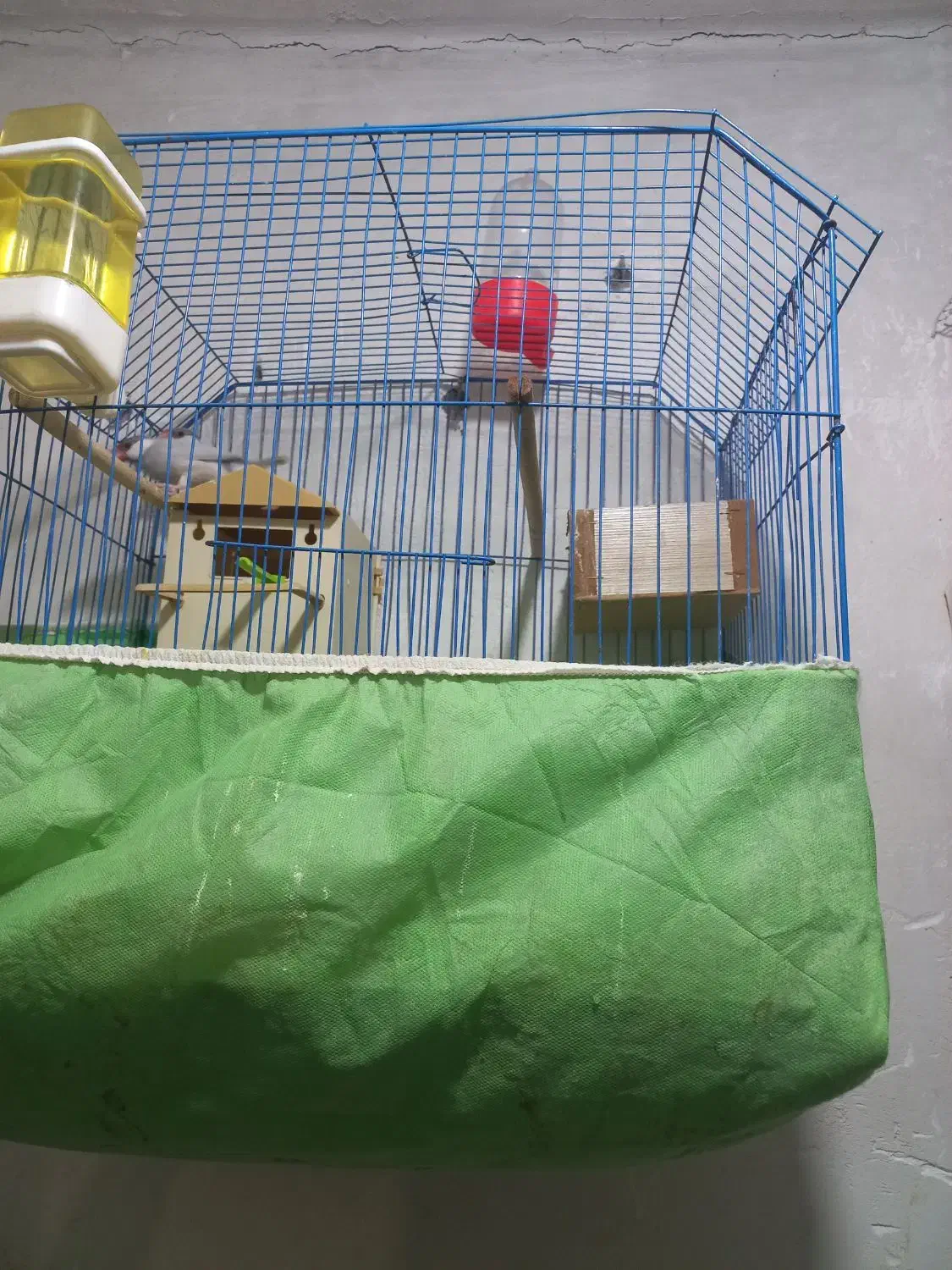 فنج|پرنده|خرمشهر, |دیوار