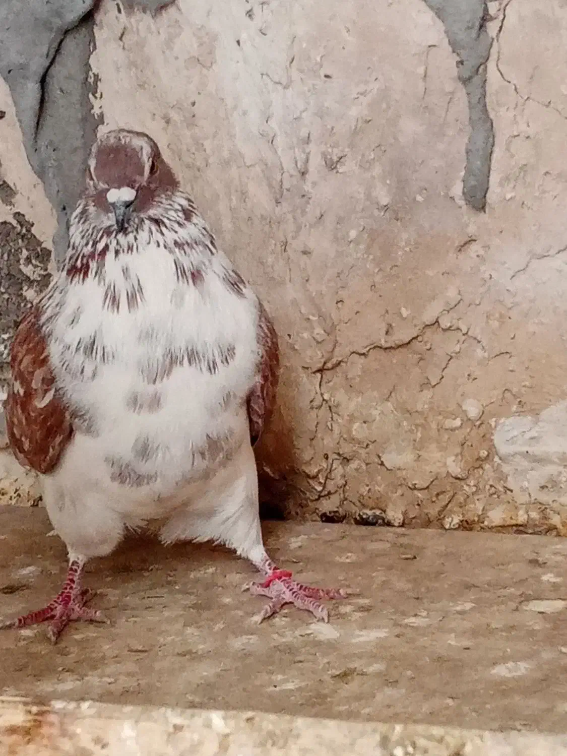 گرفته|حیوانات|کرمانشاه, |دیوار