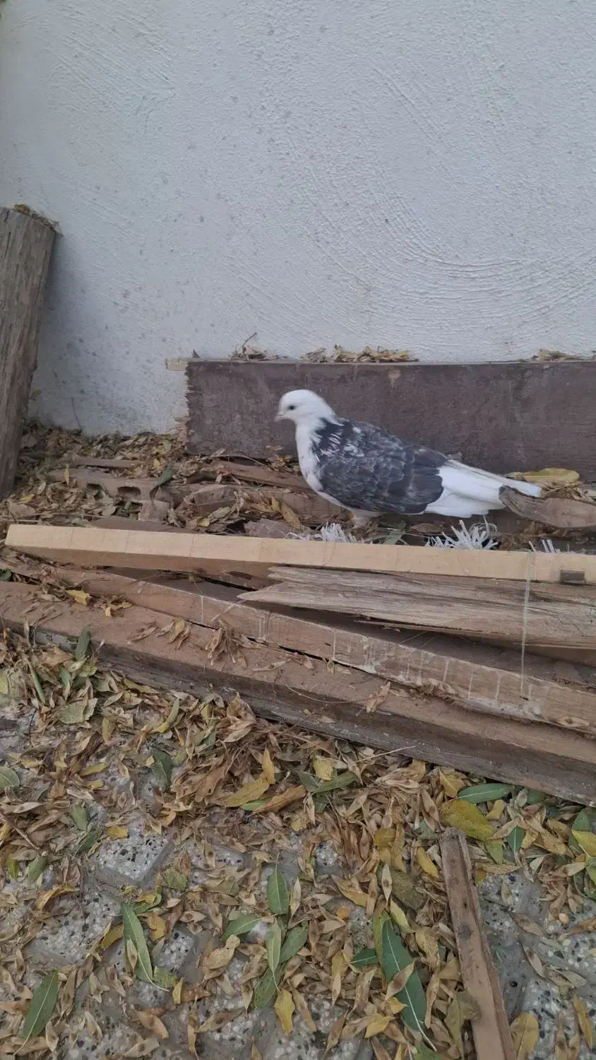 کفتر کبوتر تهرانی نر|پرنده|شاهرود, |دیوار