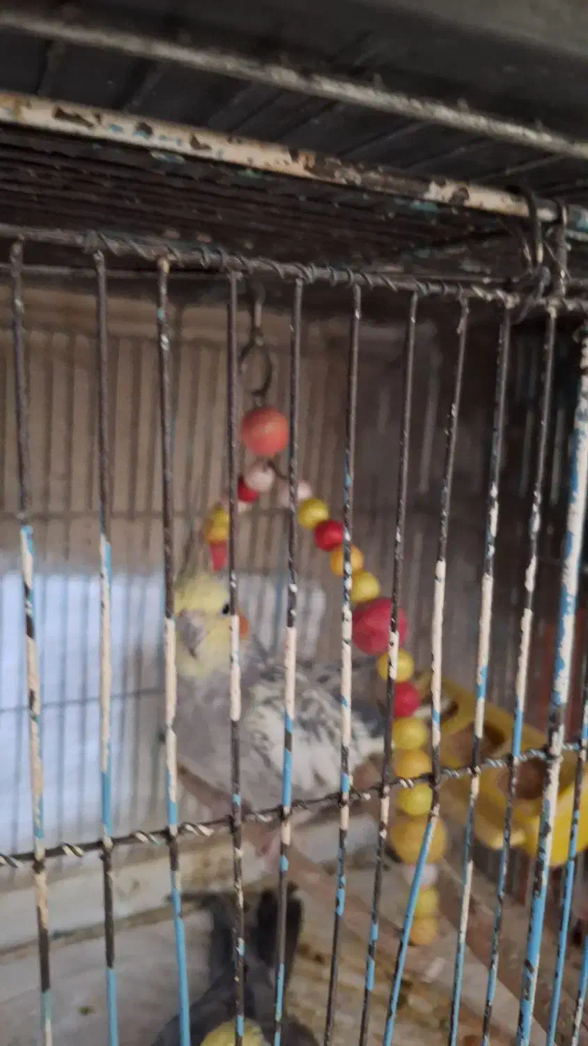 عروس هلندی گل باقالی ماده|پرنده|قم, کیوانفر|دیوار