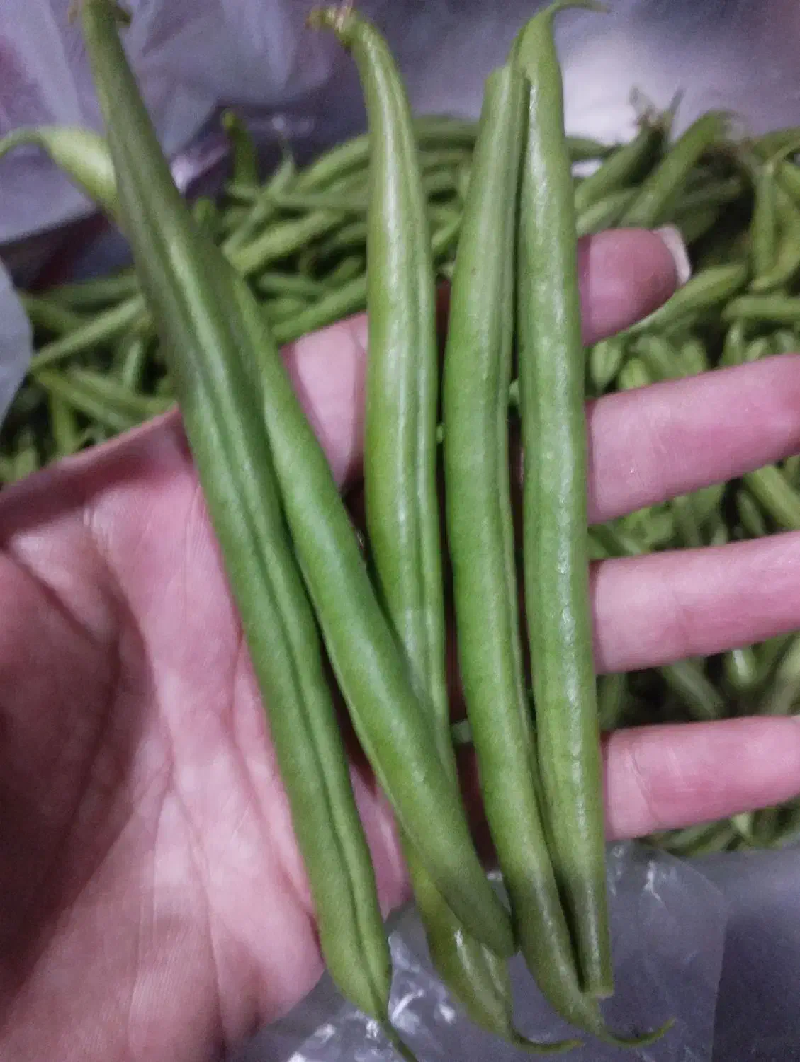 لوبیا سبز قلمی|خوردنی و آشامیدنی|ارطه, |دیوار