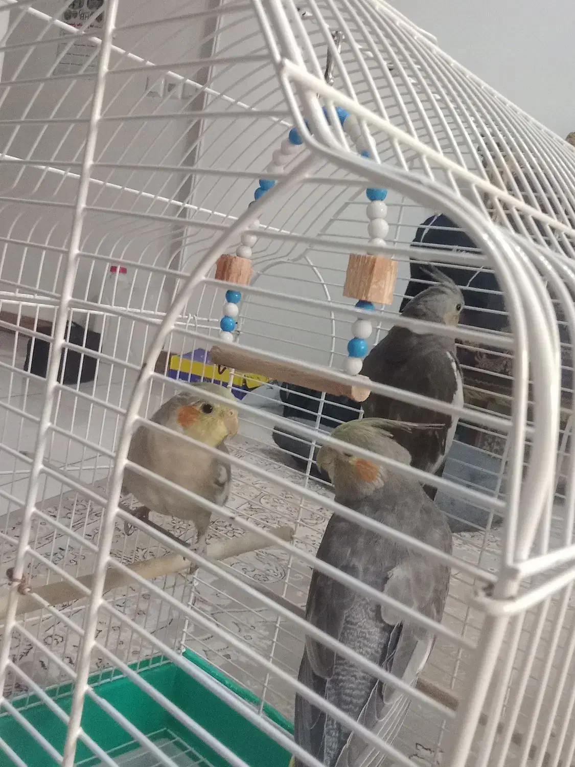 طوطی عروس هلندی|پرنده|سنگر, |دیوار