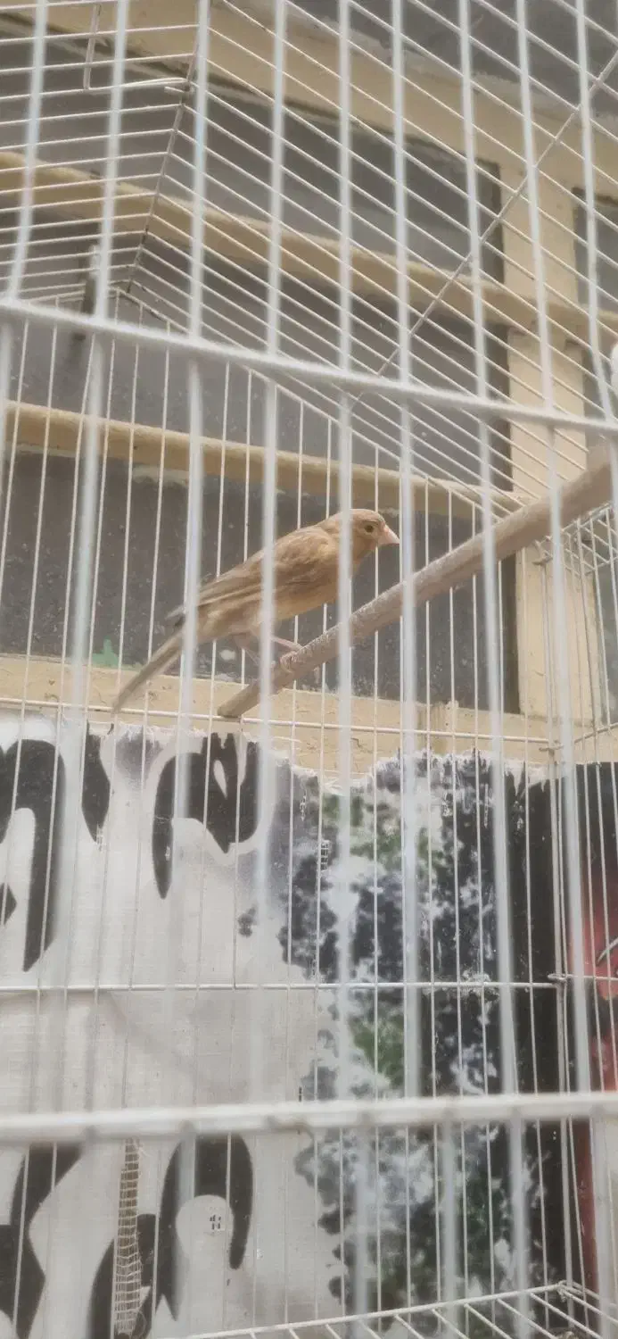 قناری ماده اماده|پرنده|شوش, |دیوار