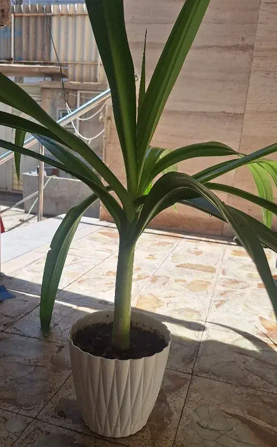 گل برگ ذرتی|گل و گیاه طبیعی|خوی, |دیوار