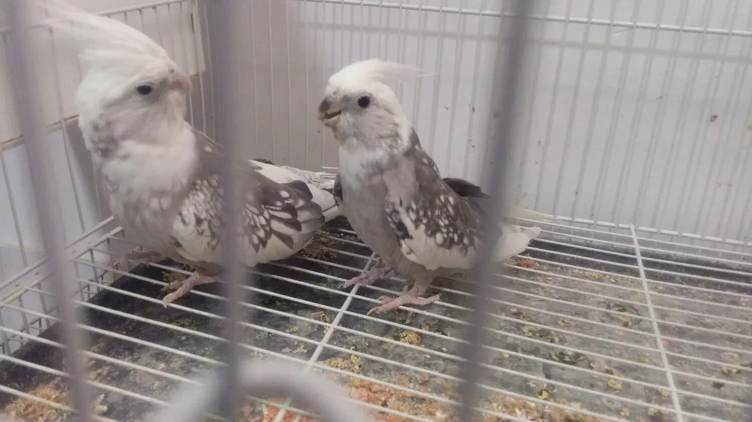 راهب دستی وعروس هلندی و....|پرنده|نیشابور, گنبد سبز|دیوار