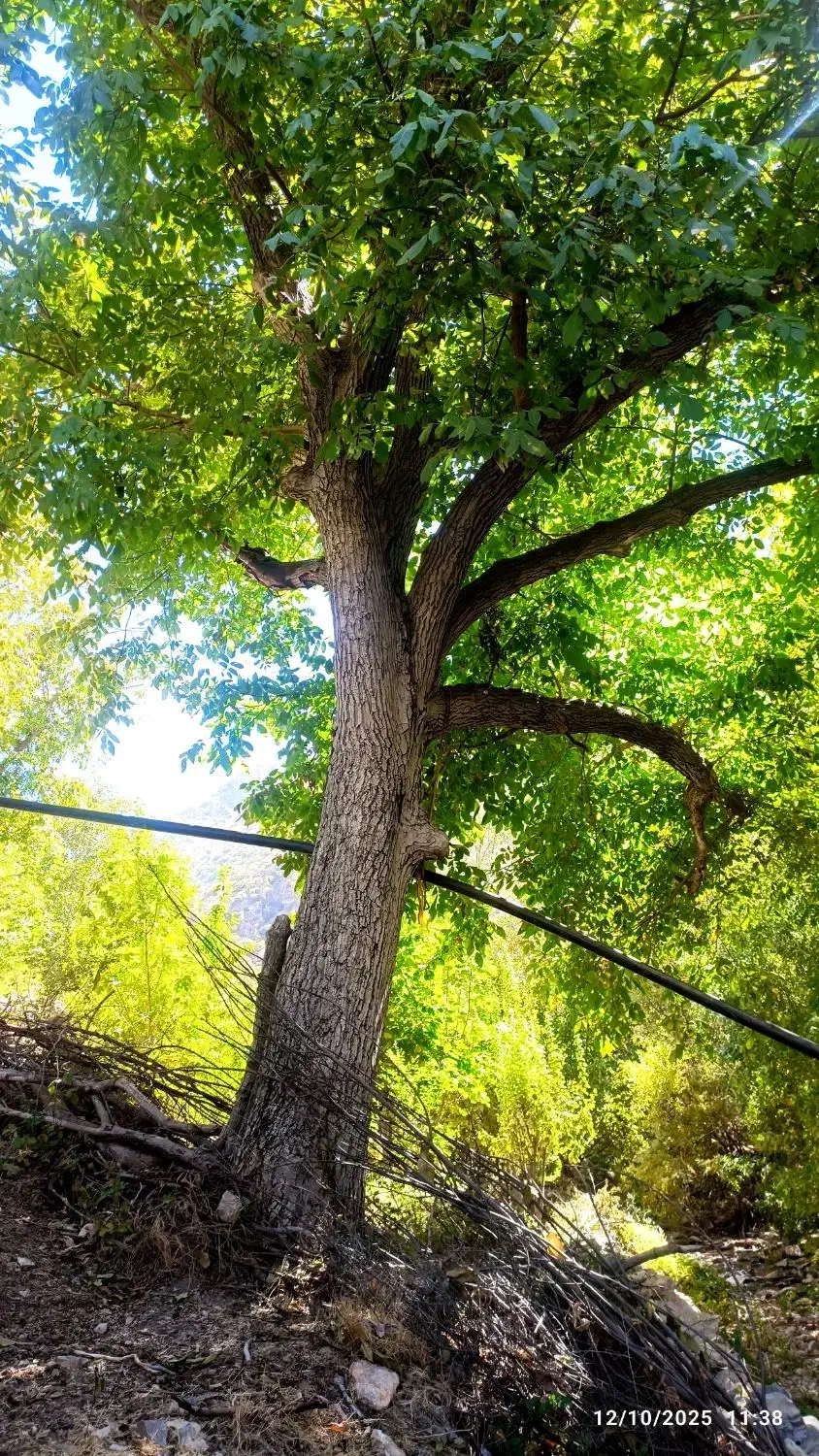 چوب|گل و گیاه طبیعی|جوانرود, |دیوار