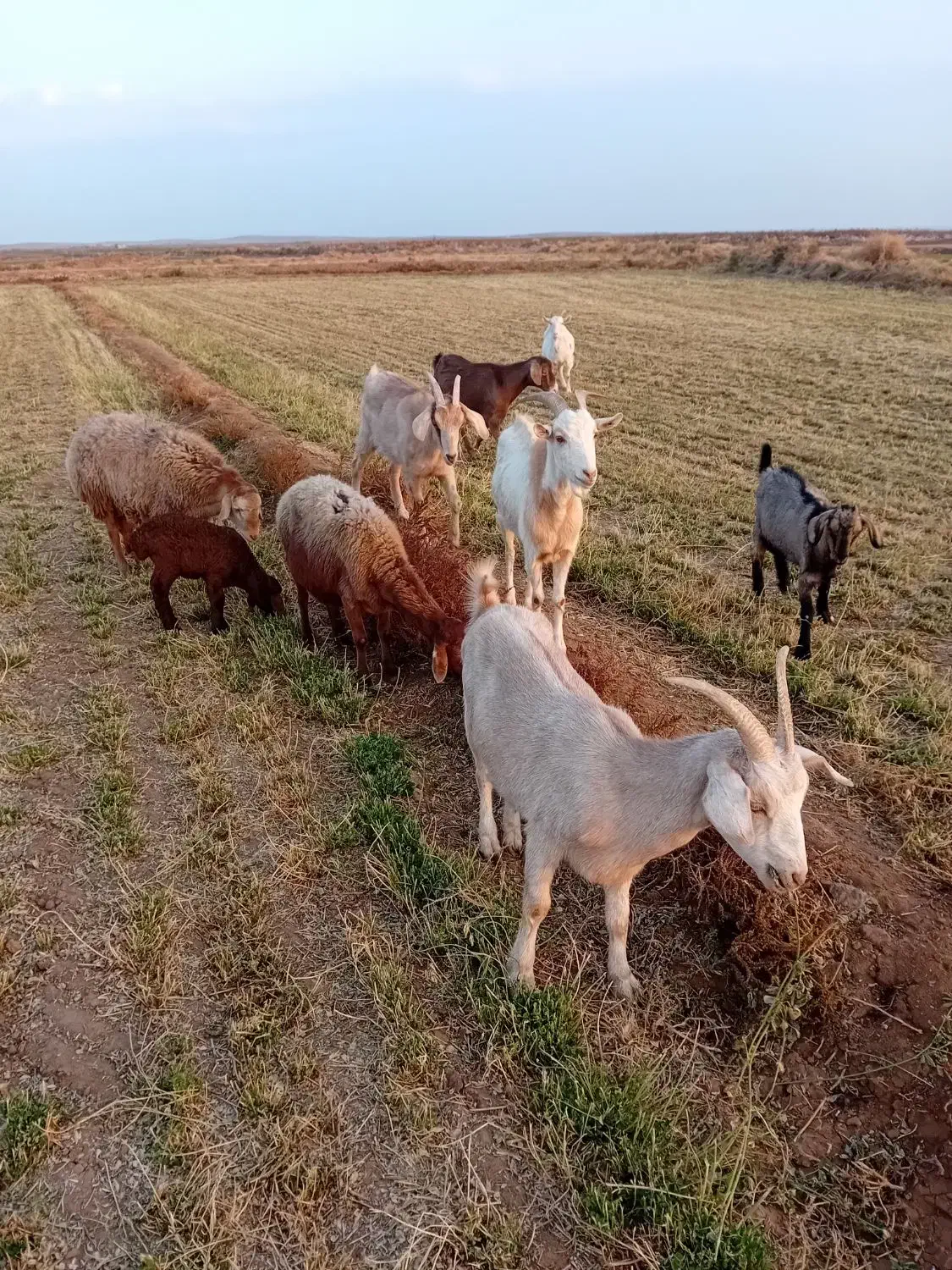 ۳عددبز (سانان) آبستن|حیوانات مزرعه|سبزوار, قصبه شرقی|دیوار