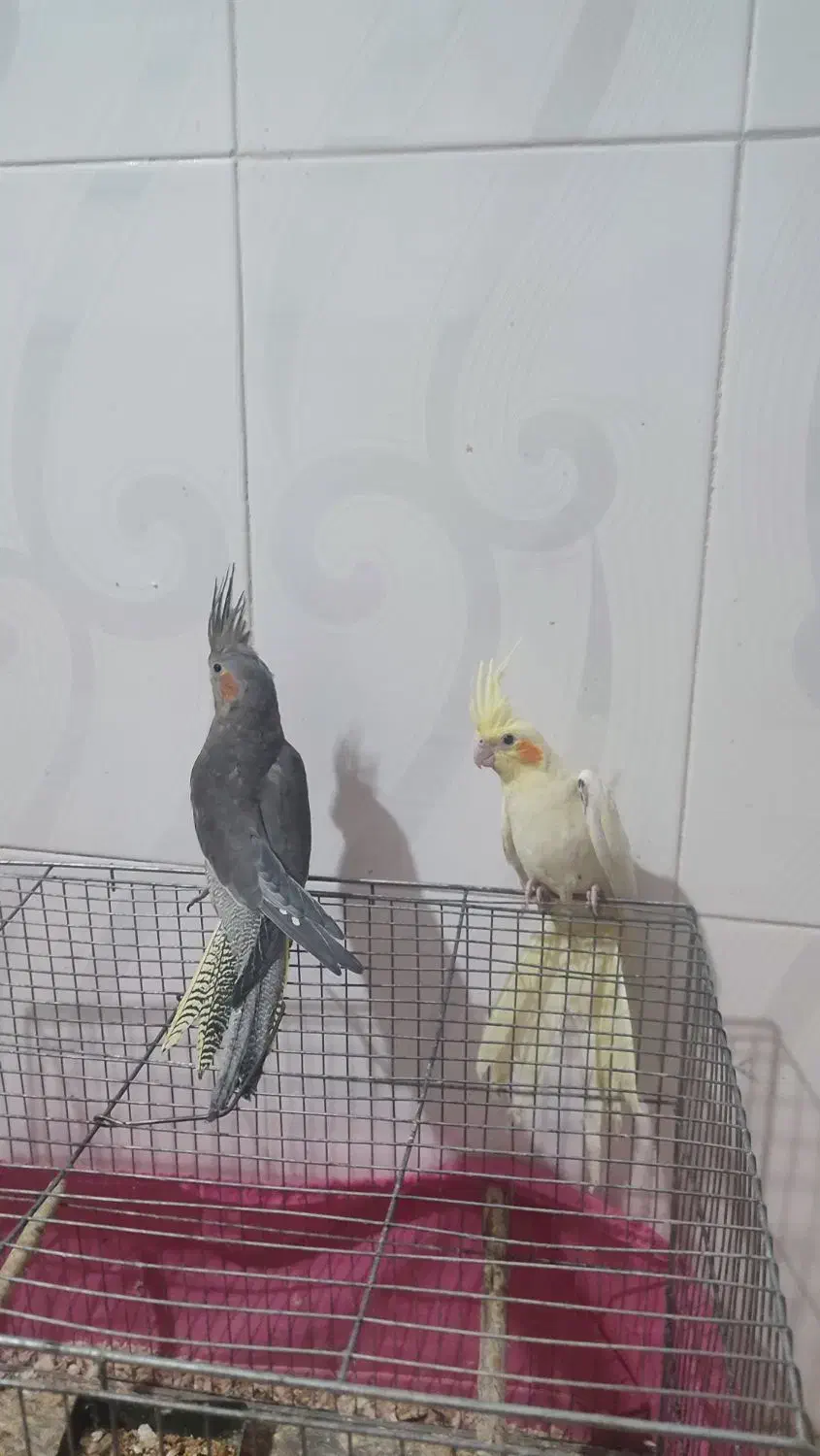 فروش دو عدد عروس هلندی|پرنده|حمیدیا, |دیوار