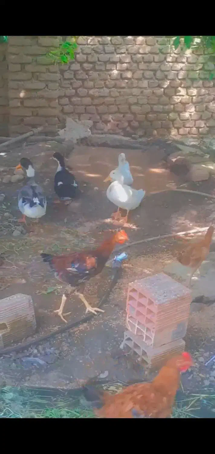 14تااردک محلی بالغ قیمت عالی|حیوانات مزرعه|فاضل آباد, |دیوار