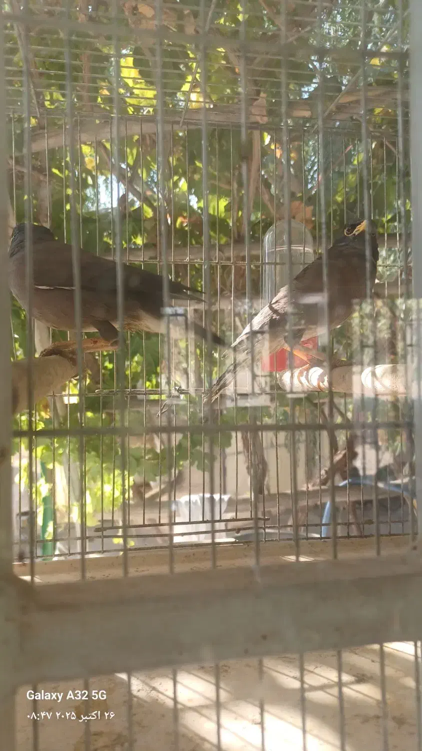 مرغ مینا|پرنده|اصفهان, رهنان|دیوار