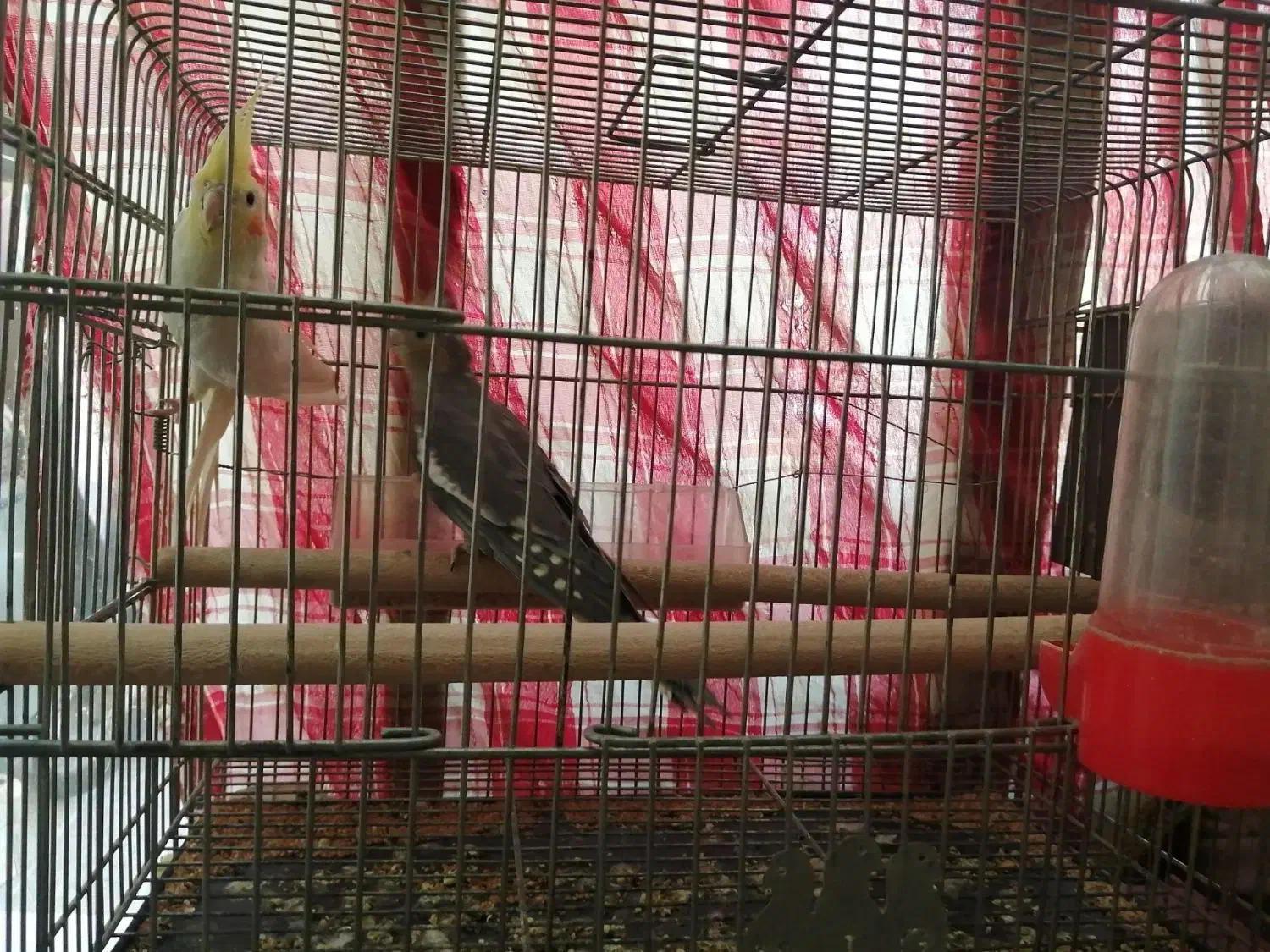 پرنده|پرنده|بروجن, |دیوار