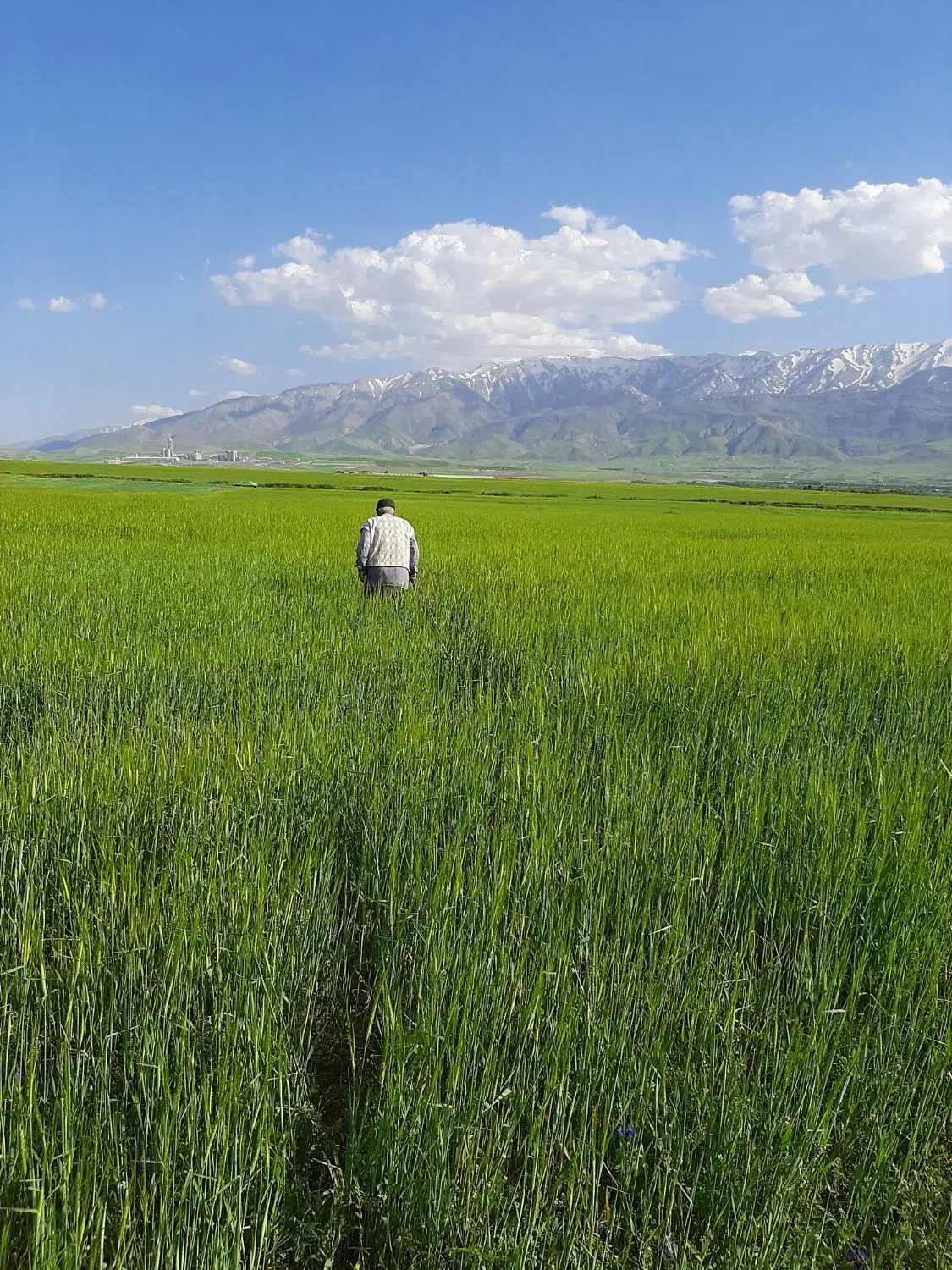 زمین دیم کشاورزی|فروش دفتر صنعتی، کشاورزی، تجاری|نهاوند, |دیوار