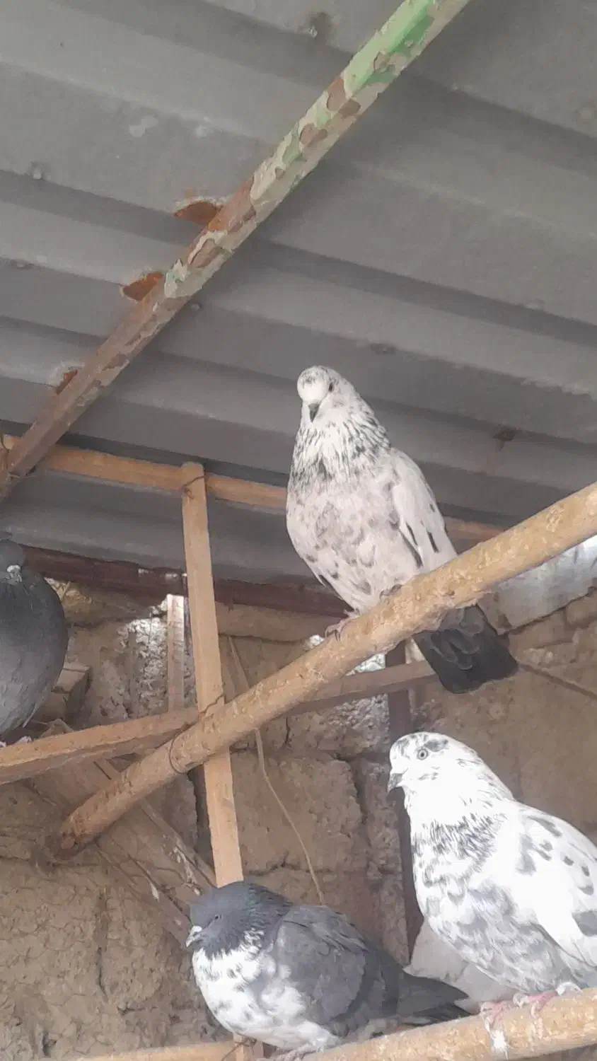 کبوتر|پرنده|محمدبار, |دیوار