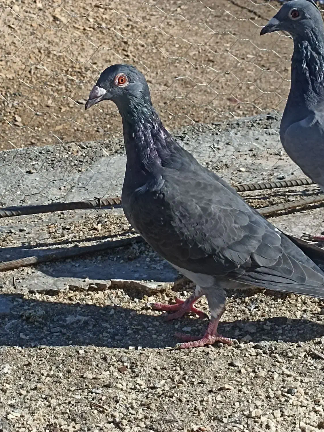 کبوتر|پرنده|مود, |دیوار