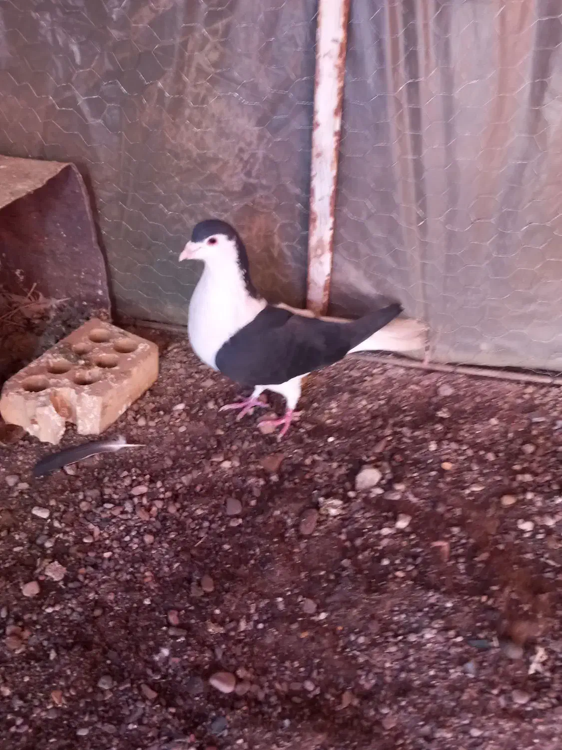 کبوتر چپ سیاه نر پرشی|پرنده|سبزوار, قصبه شرقی|دیوار