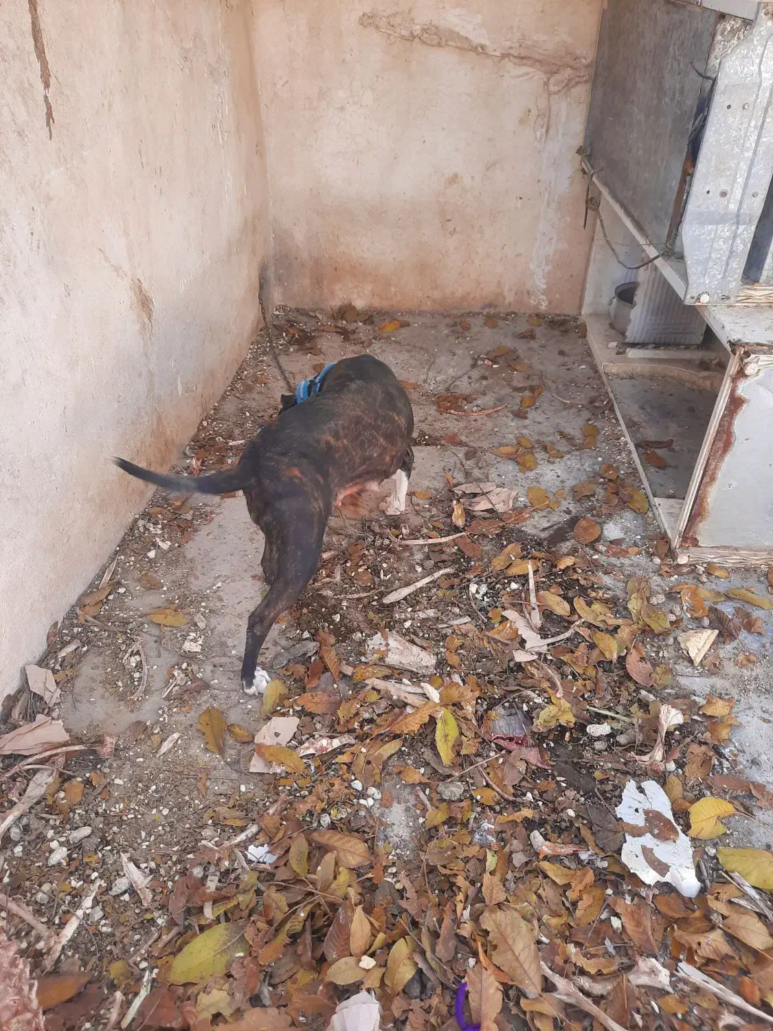 سگ پیت بول|سگ|کرمانشاه, |دیوار