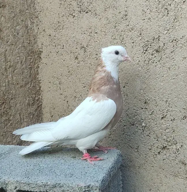 طوق زرد ماده|پرنده|شیبکوه (فارس), |دیوار