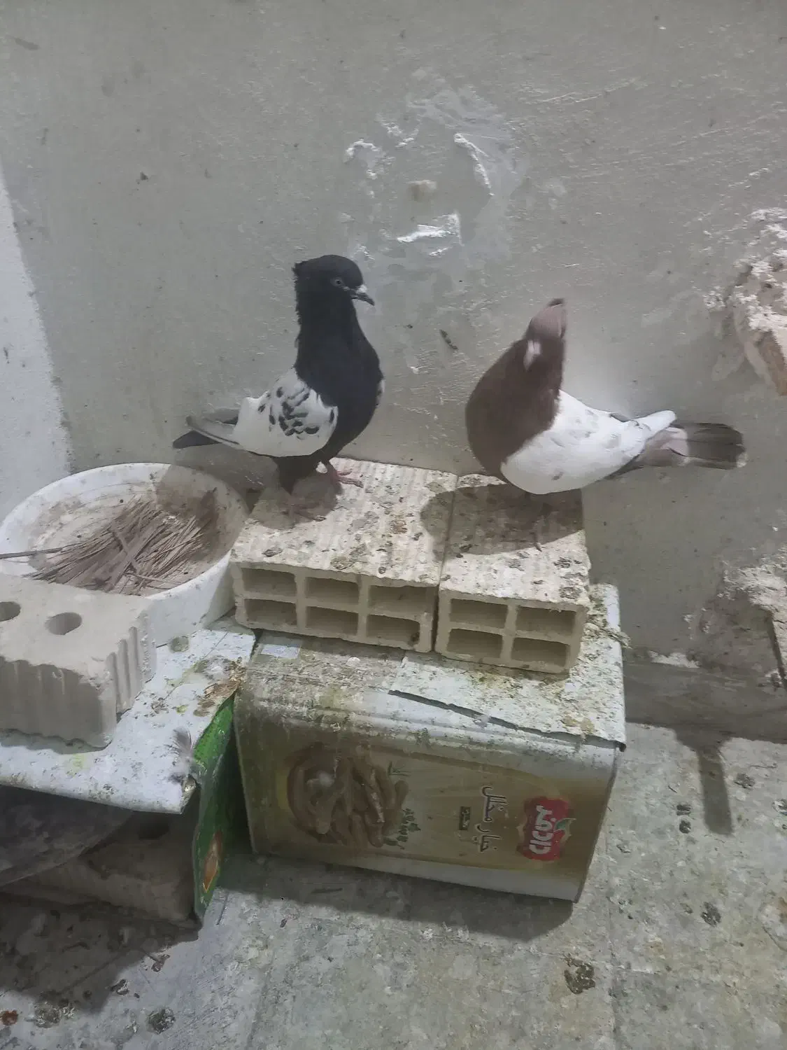 کبوتر|پرنده|فسا, |دیوار