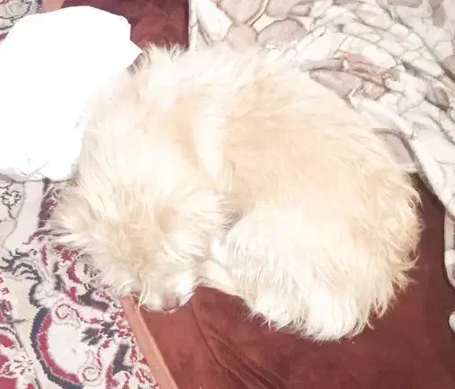 سگ پشمالو|حیوانات|خرمشهر, |دیوار