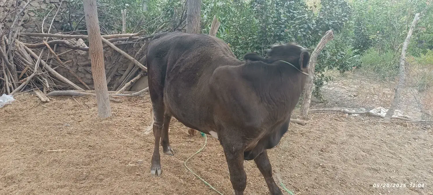 سمینتال نر|حیوانات مزرعه|بجنورد, |دیوار