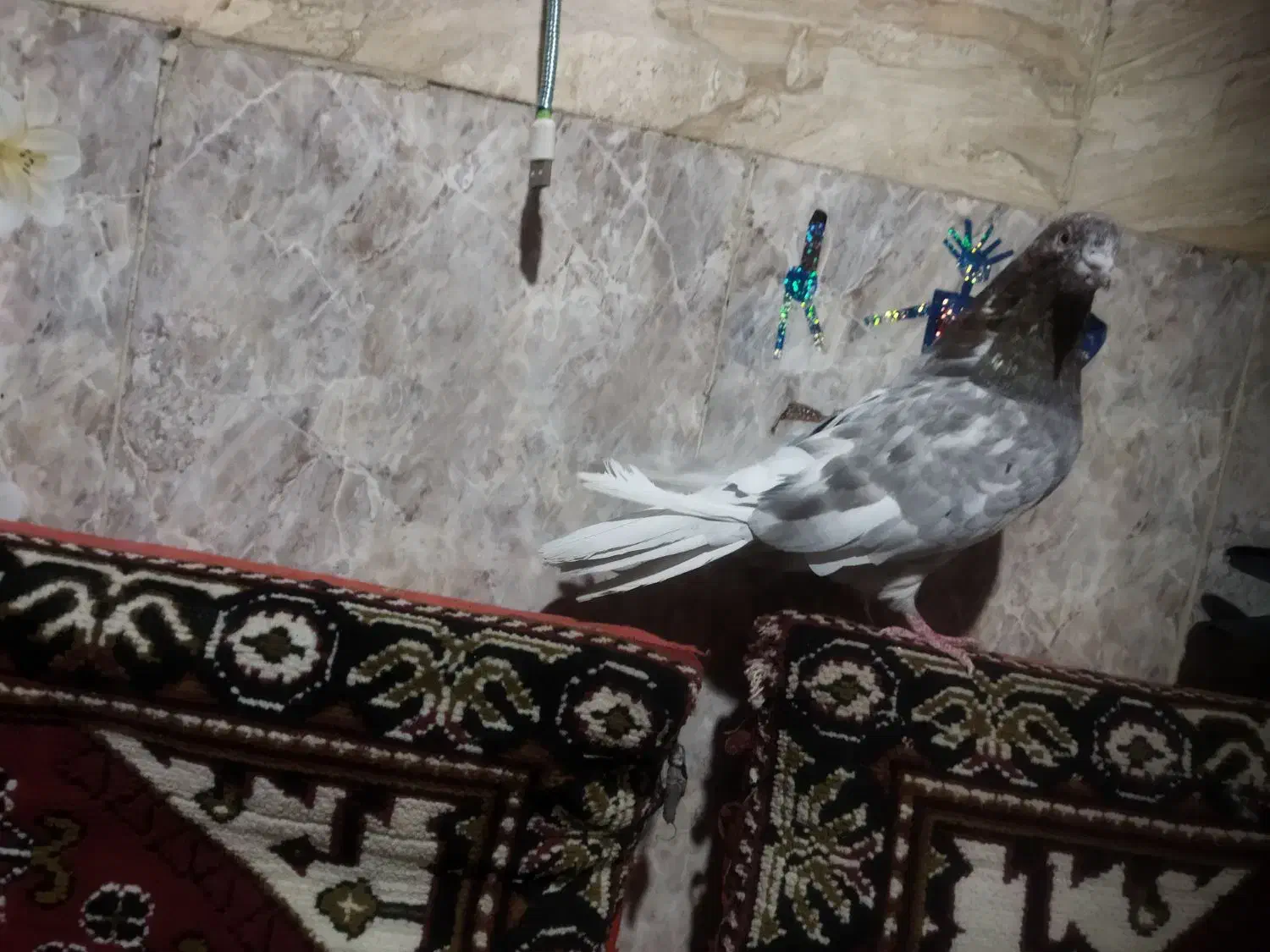 پرنده کبوتر تهرانی|پرنده|زابل, |دیوار