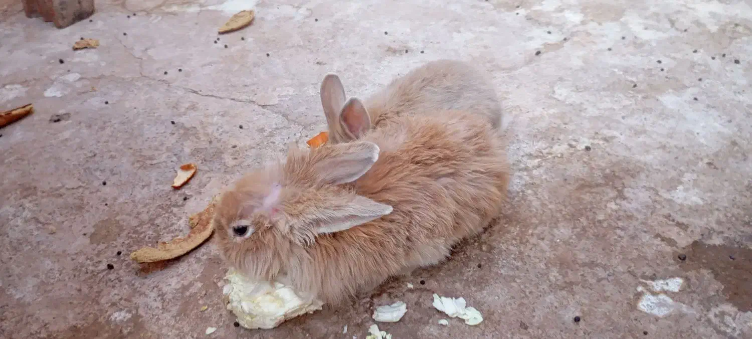 خرگوش لپ دار|موش و خرگوش|زرند, |دیوار