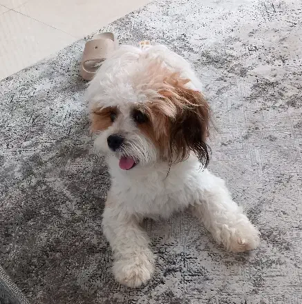 سگ خانگی|سگ|کرج, فاز ۲ مهرشهر|دیوار