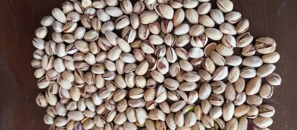 فروش پسته اکبری وکله قوچی با قیمت مناسب|خوردنی و آشامیدنی|شیراز, کوشک میدان|دیوار
