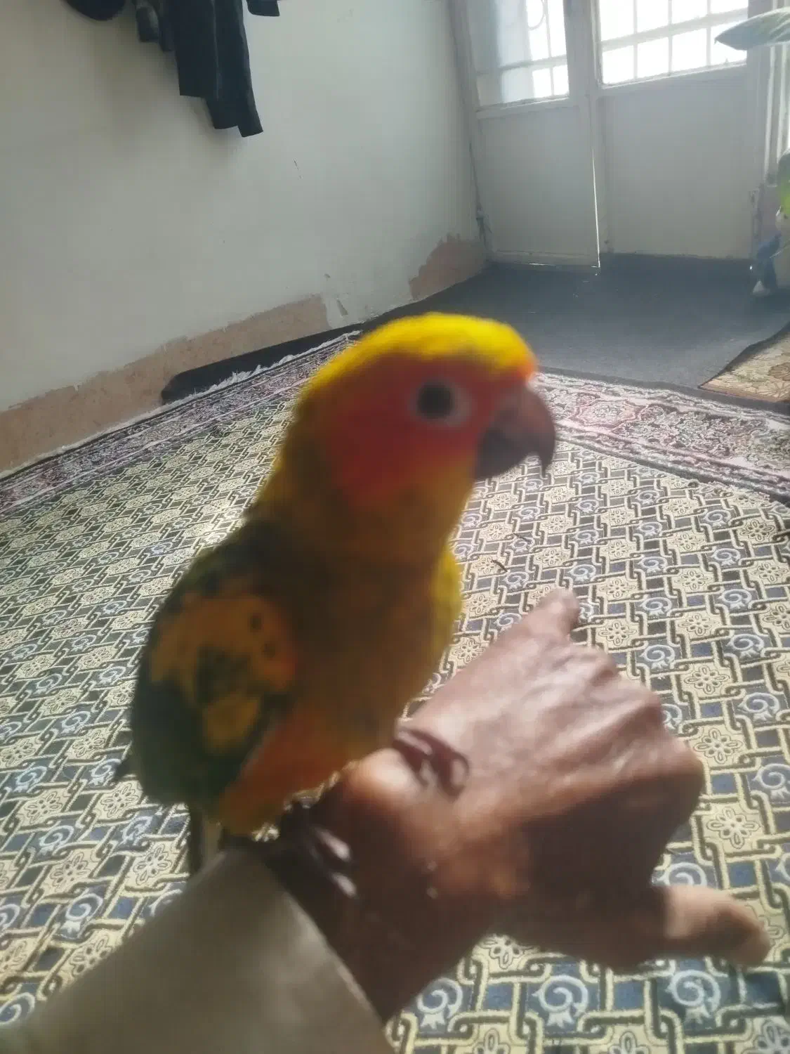 گم شده در پلیس راه قران|پرنده|شیراز, داریون|دیوار