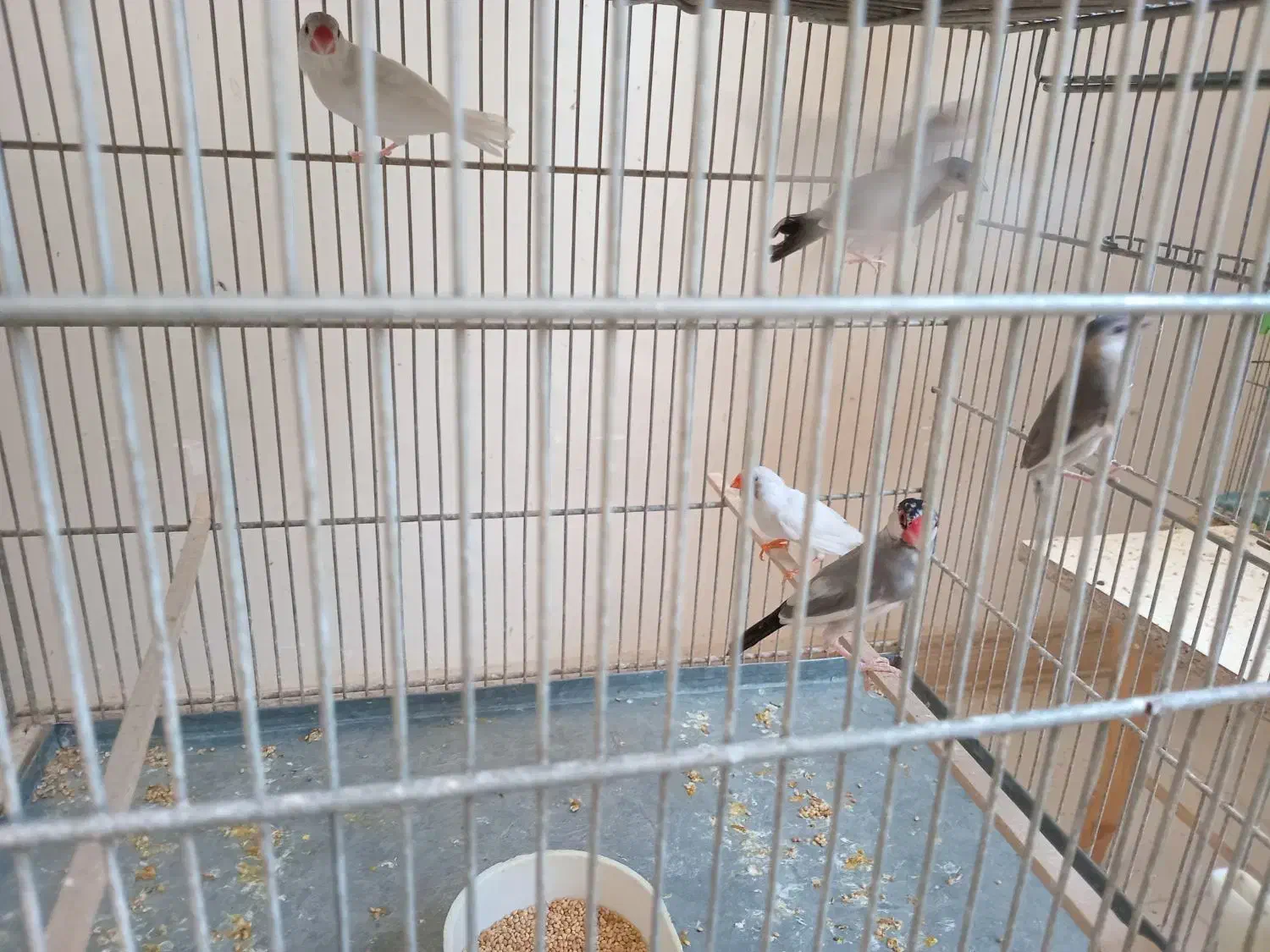 فنچ نرگسی|پرنده|کرج, کیانمهر|دیوار