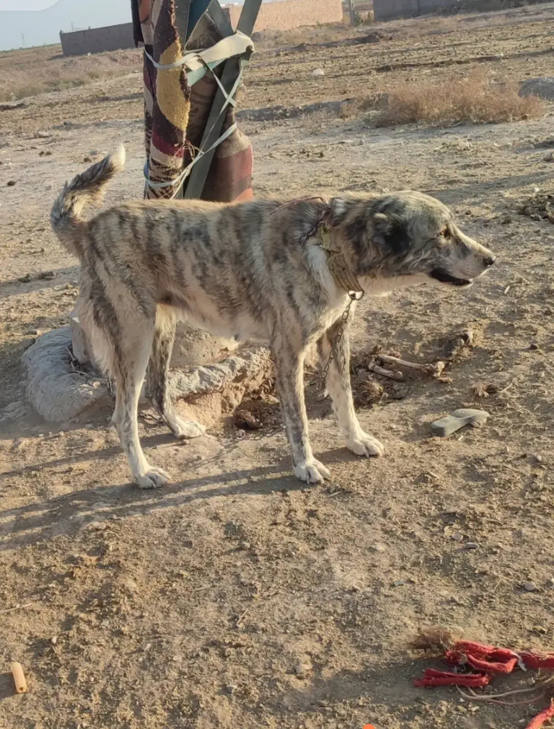 واگذاری سگ خراسانی نگهبان و گلگی|سگ|مشهد, احمدآباد|دیوار