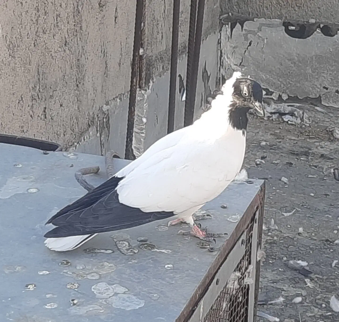 کبوتر پرستوی|پرنده|حاجی آباد, |دیوار