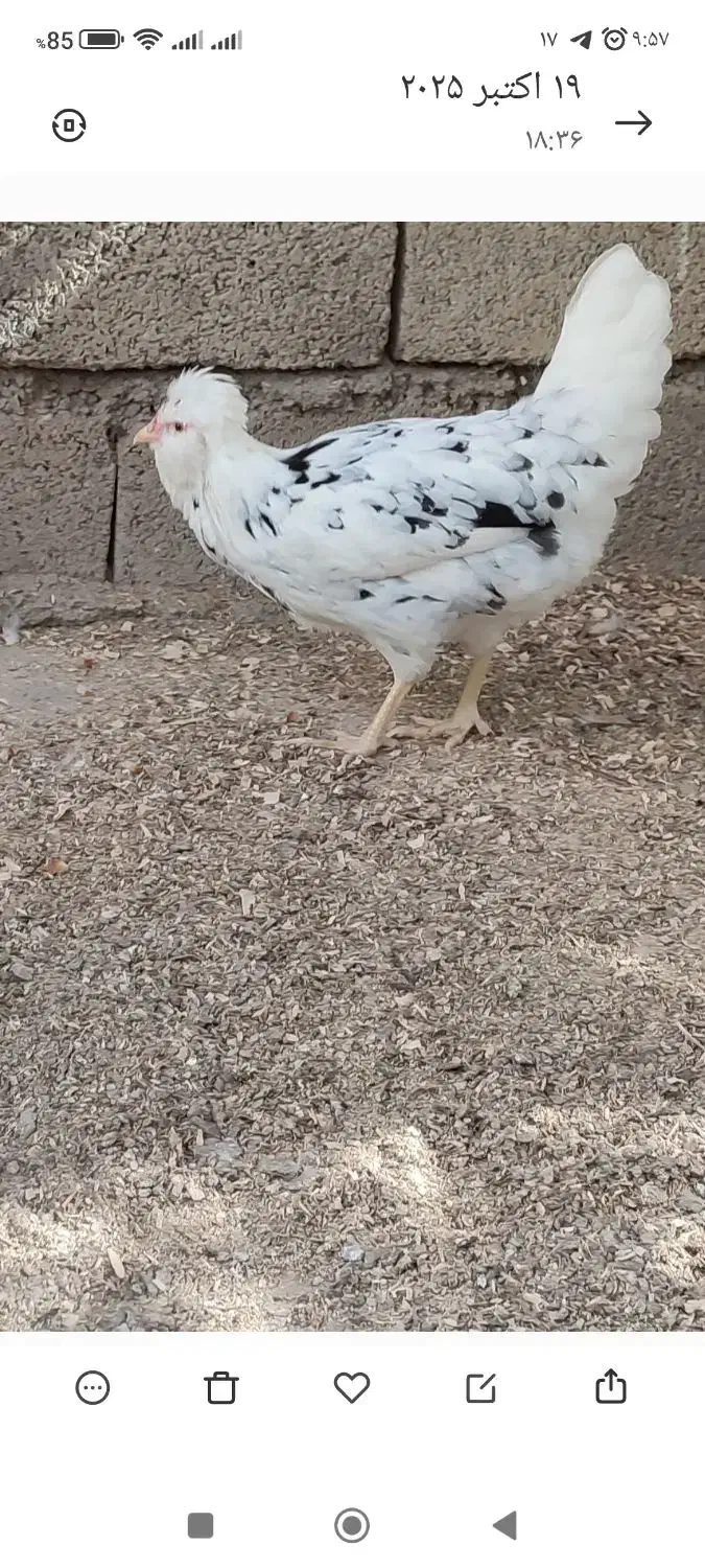 گلین مولد اصیل استثنایی ،تخمگذار|حیوانات مزرعه|رامیان, |دیوار