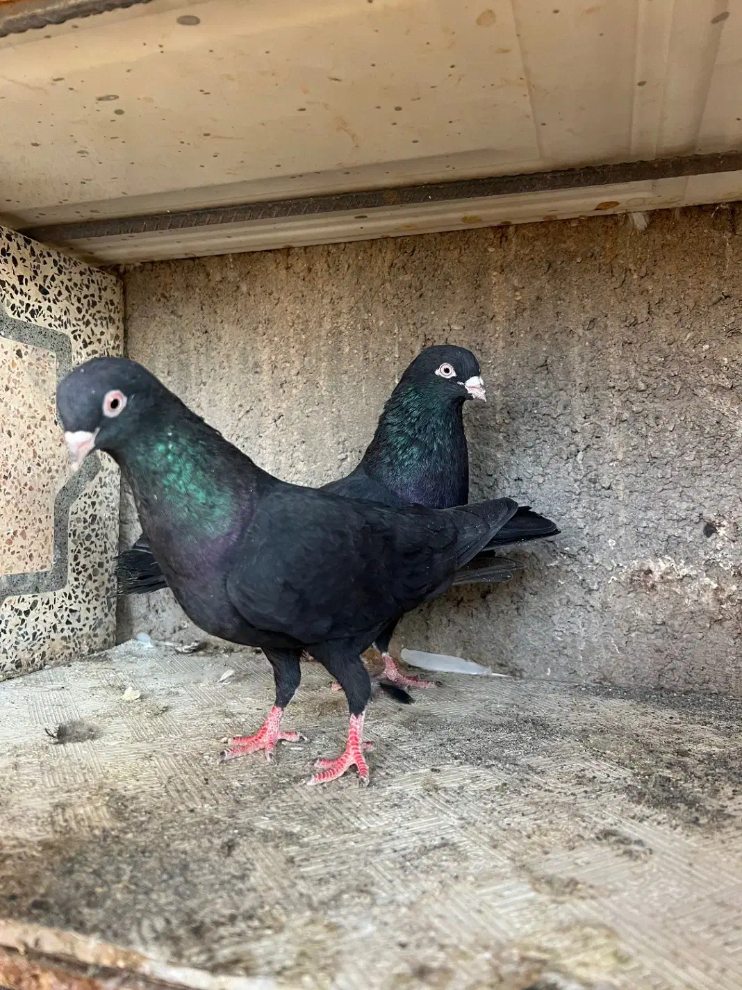 فروش چند جفت پا جفتی|پرنده|رودان, |دیوار