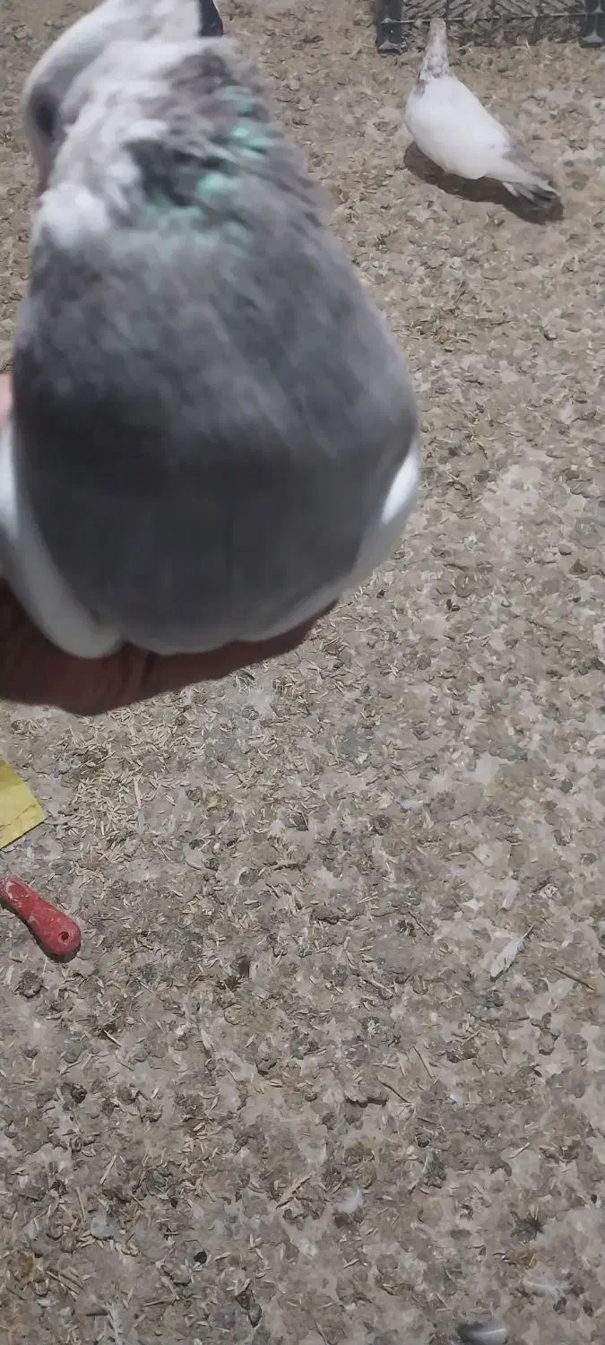 طوقی|پرنده|کبودرآهنگ, |دیوار