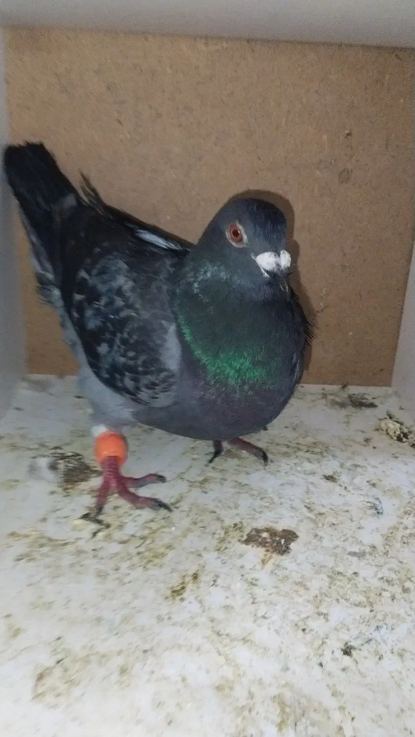 نرمگس|پرنده|زهک, |دیوار