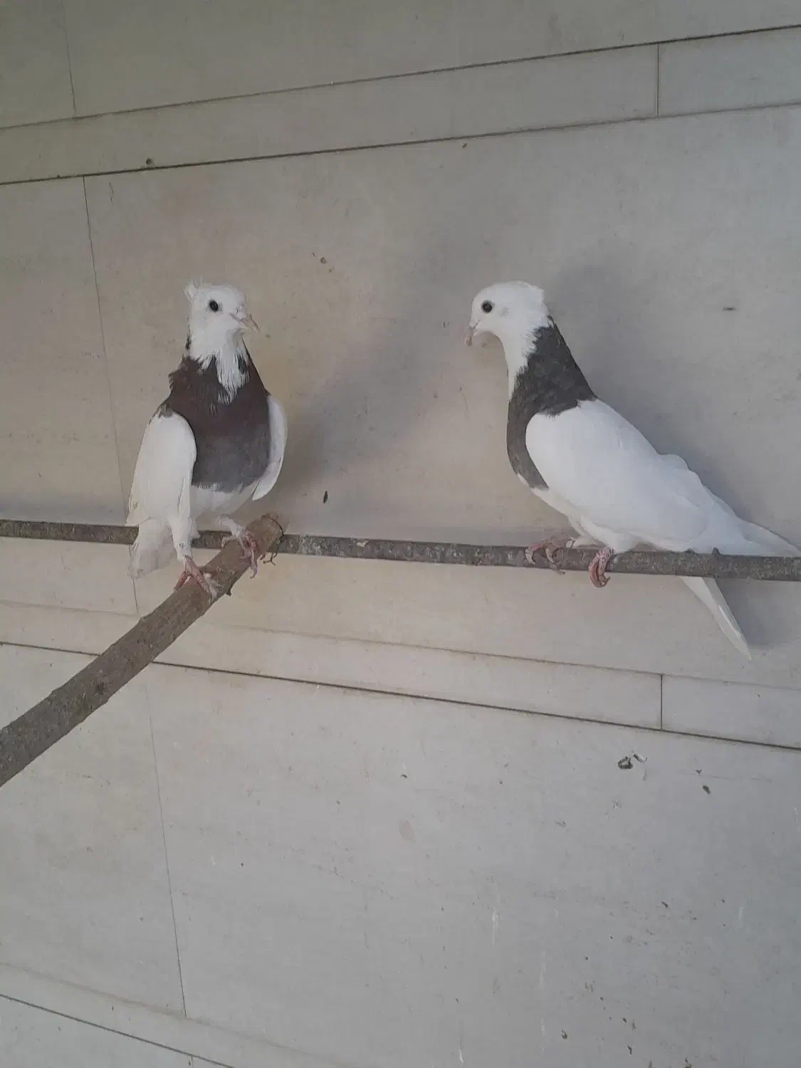 کبوتر جوان|پرنده|استهبان, |دیوار