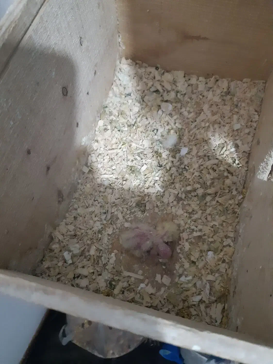 عروس هلندی مولد|پرنده|شهریار, شهرک شاهد|دیوار